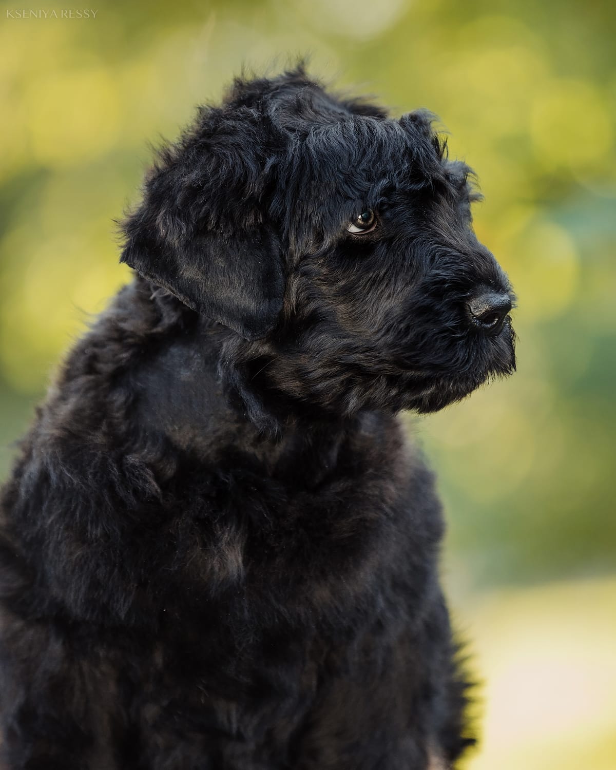 фотоальбом Деликато Бестиа Ласковый Мишка